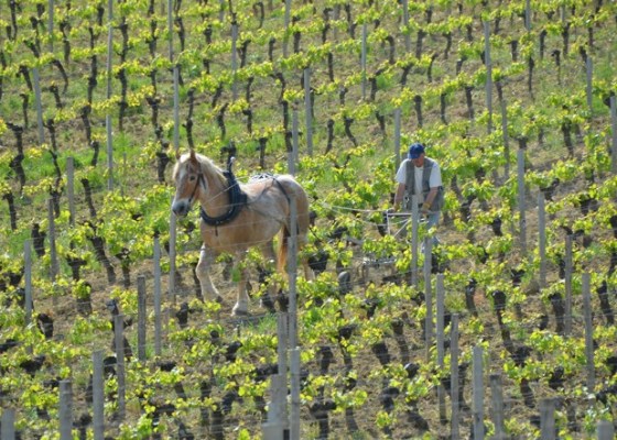 Domaine Chateau La Renommée