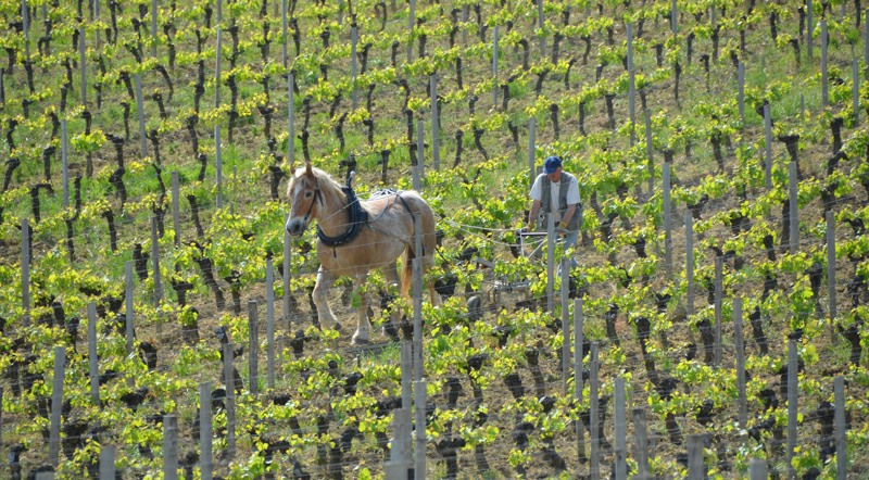 Domaine Chateau La Renommée